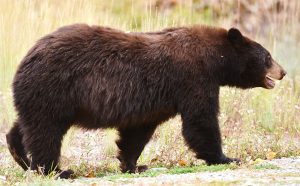 Jackson Hole Black Bear Tour