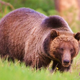 Jackson Hole Safari - Bear