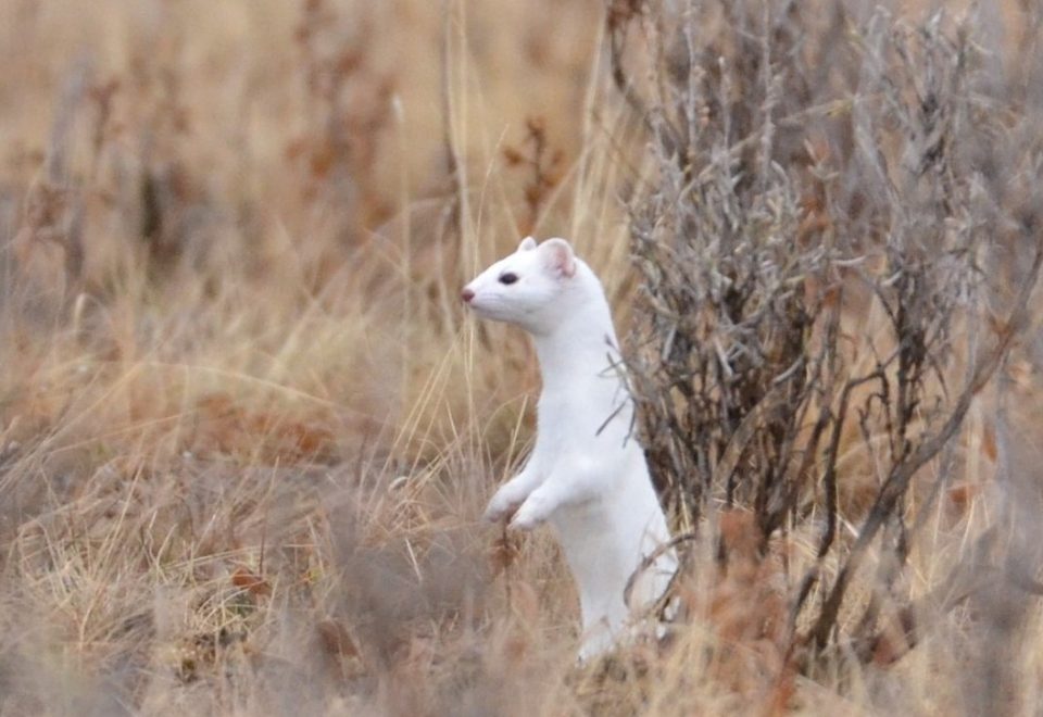 Where and What are Ermine in Jackson Hole? - Bear Witness Safari