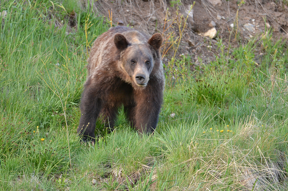 National Park Tour - Bear