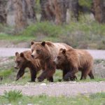 Yellowstone Bears