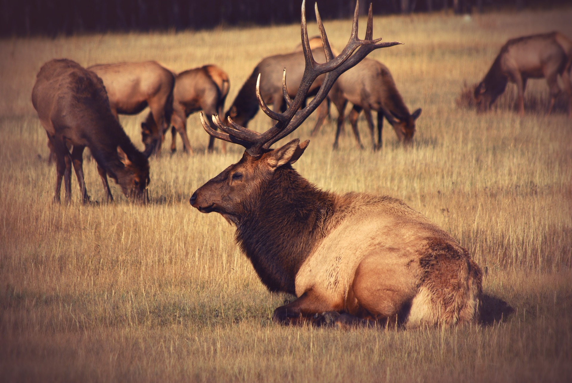 the-difference-between-moose-and-elk-bear-witness-safari-tours