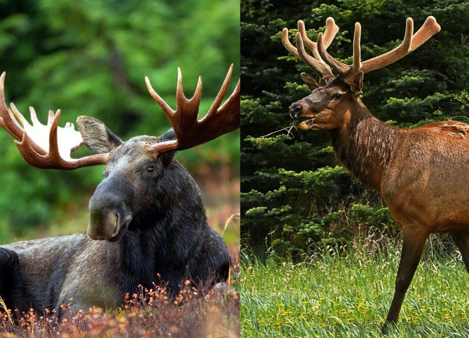 Elk Vs Moose - widerwild.com