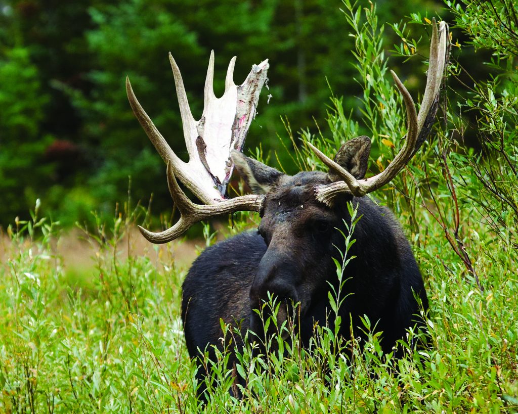 Fall in Jackson Hole - Bear Witness Safari