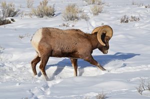 bighorn sheep