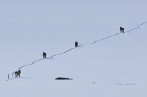 wolves in grand teton national park