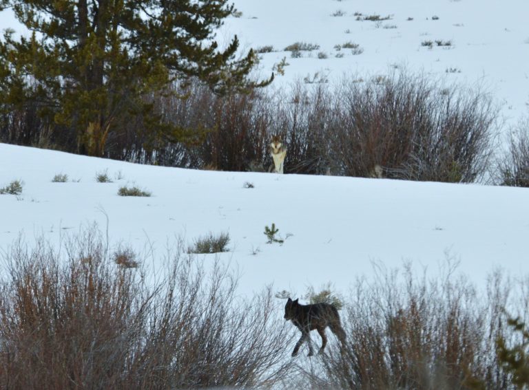 Wolves in Grand Teton National Park Bear Witness Safari