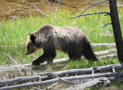 What To Expect on a Jackson Hole Wildlife Safari