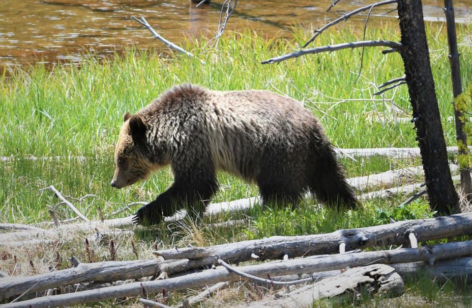 What To Expect on a Jackson Hole Wildlife Safari