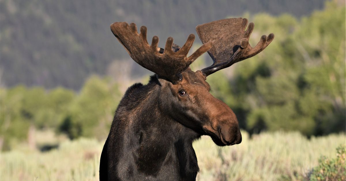 What To Expect on a Jackson Hole Wildlife Safari