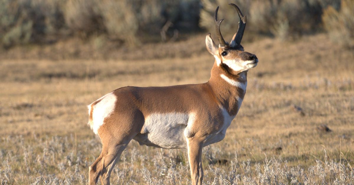 What To Expect on a Jackson Hole Wildlife Safari