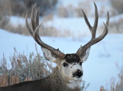 A buck with large antlers standing outside during the daytime. Snow covers the ground around the buck.