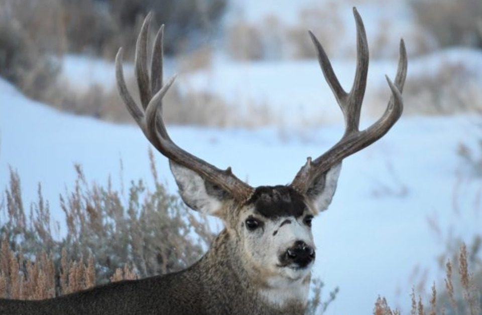A buck with large antlers standing outside during the daytime. Snow covers the ground around the buck.