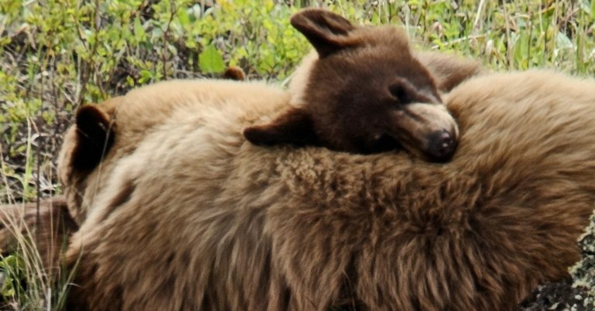 A large bear lying on the ground and surrounded by green plants. A small bear cub cuddles against their parent.