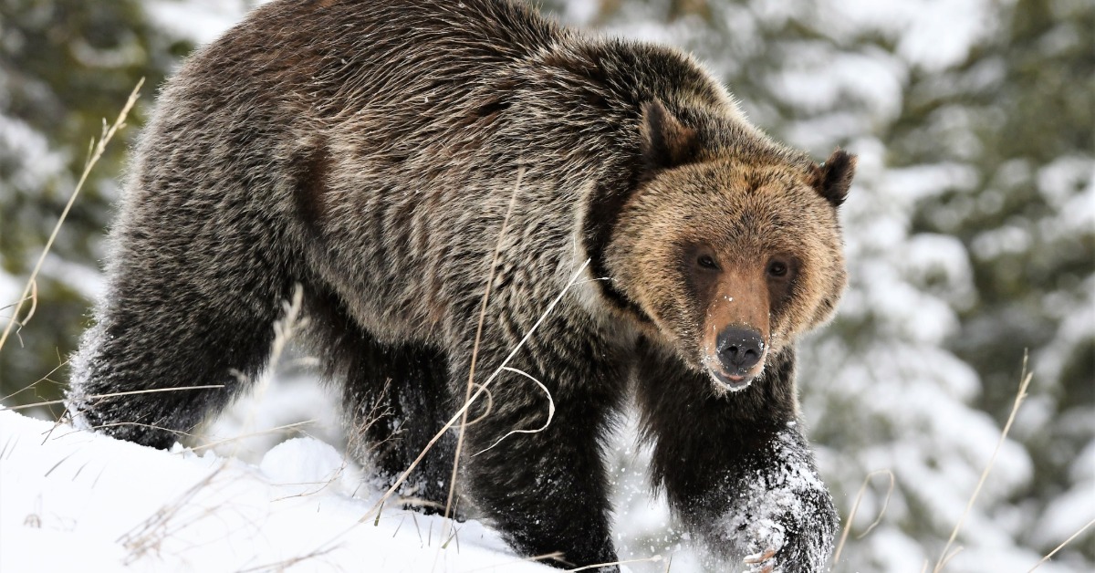 A large bear walking across the snow-covered ground outside. Large green trees grow in the snow behind the bear.
