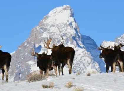 Five moose standing outside in the snow during the daytime. A mountaintop is visible in the distance.