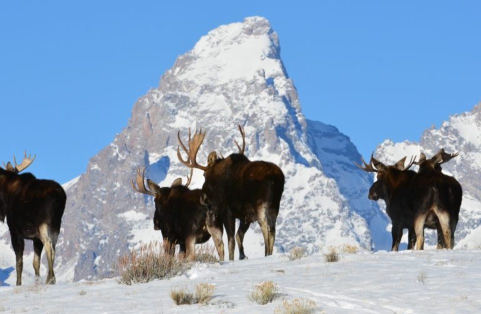 Five moose standing outside in the snow during the daytime. A mountaintop is visible in the distance.