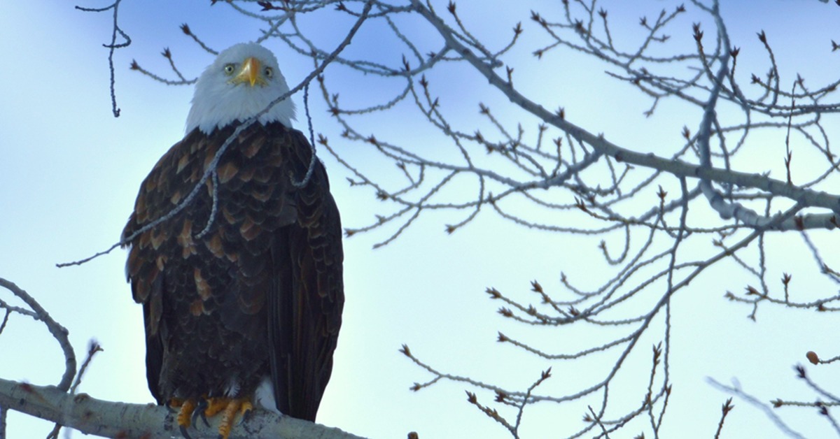 A bald eagle perched on a thin tree branch outside during the daytime. Dark clouds swirl in the skies above.