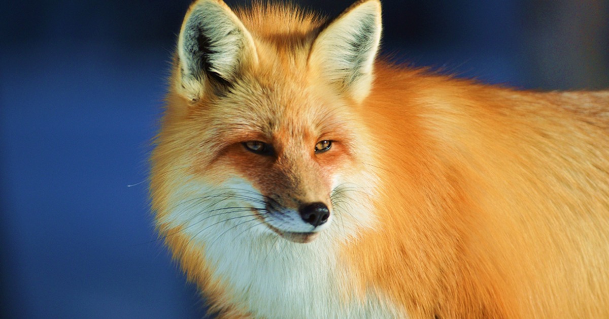 Sunlight shining on a small red fox with pristine fur as they turn to the left on a nice, sunny day.