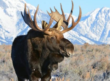 A bull moose with large antlers stands in an open field during the daytime. Snowy mountains are behind the moose.