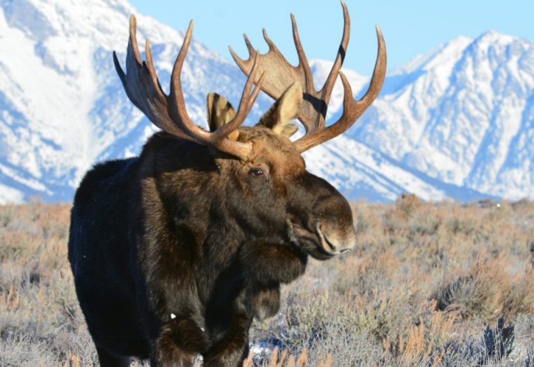 A bull moose with large antlers stands in an open field during the daytime. Snowy mountains are behind the moose.
