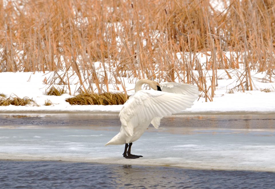 A trumpeter swan with its wings outstretched stands on a sheet of ice covering a river outside on a snowy day.