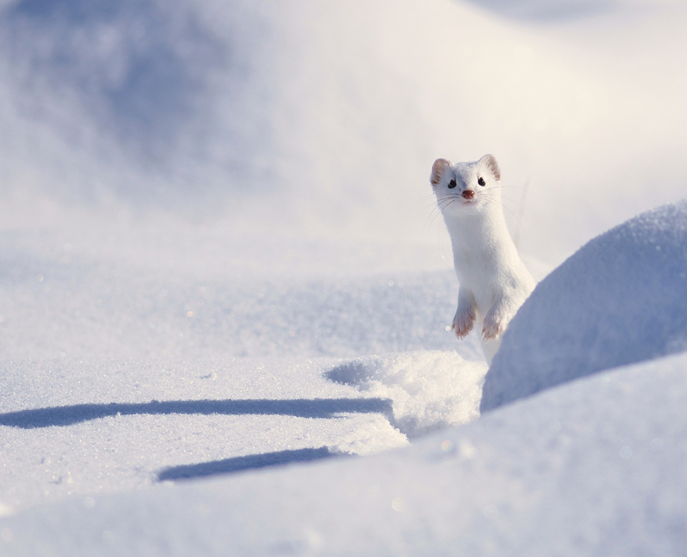A white ermine with a bright red nose stands upright on the ground outside. The ermine is surrounded by snow.