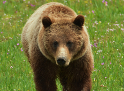 A massive grizzly bear running through a large patch of bright green grass and colorful flowers during the daytime.