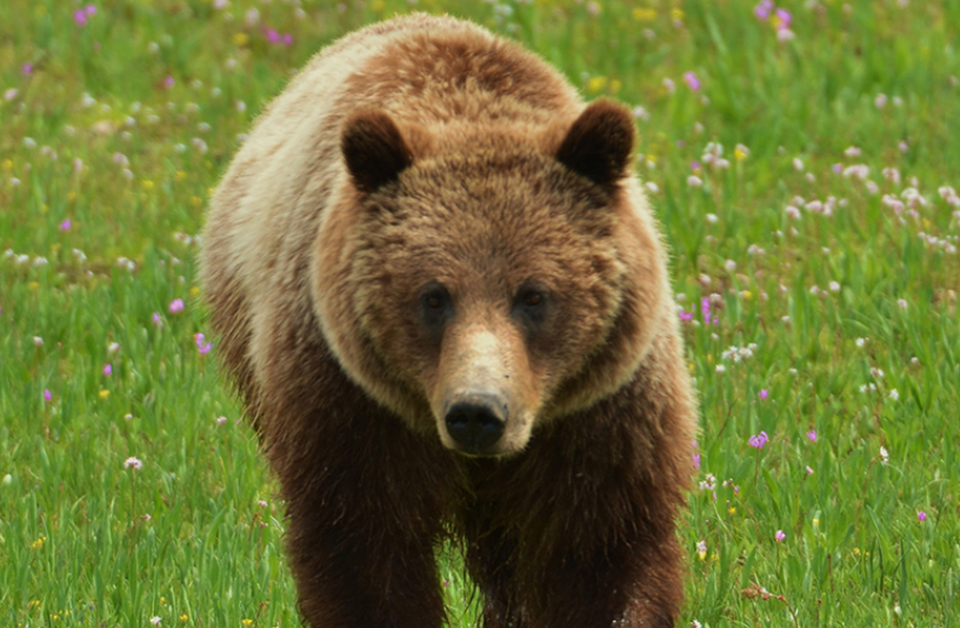 A massive grizzly bear running through a large patch of bright green grass and colorful flowers during the daytime.