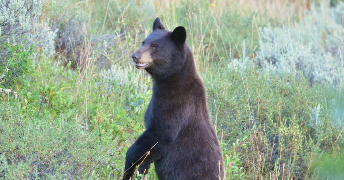 A black bear standing on its back legs during the daytime. The bear is surrounded by bushes and plants.