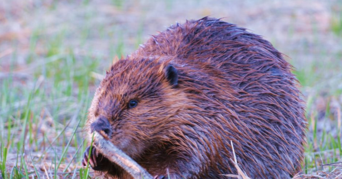 A small, wet, plump brown beaver chews on a long, thick stick while standing in the grass on a sunny day.