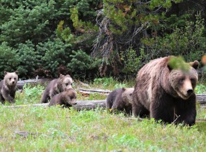 Four small cubs following a large brown bear near a fallen tree outside in the woods during the daytime.