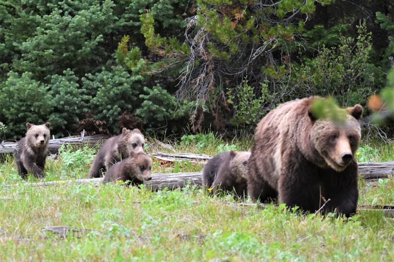 Four small cubs following a large brown bear near a fallen tree outside in the woods during the daytime.