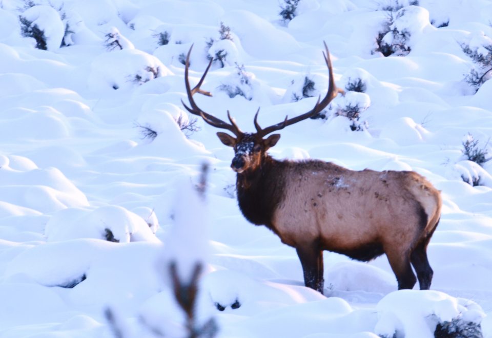 A large bull elk standing outside during the daytime. A thick blanket of white snow surrounds the elk.